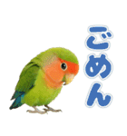 コザクラインコの日常.（個別スタンプ：18）