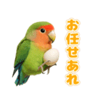 コザクラインコの日常.（個別スタンプ：19）