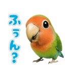 コザクラインコの日常.（個別スタンプ：20）