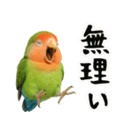 コザクラインコの日常.（個別スタンプ：22）