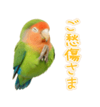 コザクラインコの日常.（個別スタンプ：23）