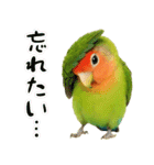 コザクラインコの日常.（個別スタンプ：24）