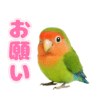 コザクラインコの日常.（個別スタンプ：25）