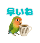 コザクラインコの日常.（個別スタンプ：26）