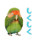 コザクラインコの日常.（個別スタンプ：28）