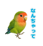 コザクラインコの日常.（個別スタンプ：29）