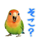 コザクラインコの日常.（個別スタンプ：30）