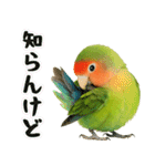 コザクラインコの日常.（個別スタンプ：31）