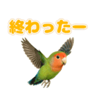 コザクラインコの日常.（個別スタンプ：32）