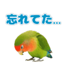 コザクラインコの日常.（個別スタンプ：33）