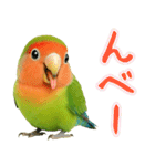 コザクラインコの日常.（個別スタンプ：35）