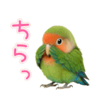 コザクラインコの日常.（個別スタンプ：37）