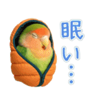 コザクラインコの日常.（個別スタンプ：38）