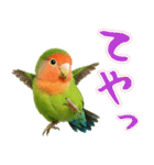 コザクラインコの日常.（個別スタンプ：39）