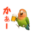 コザクラインコの日常.（個別スタンプ：40）