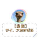 ショート動画の人々2：メッセージスタンプ（個別スタンプ：22）