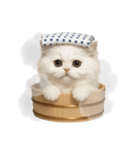 湯けむりにゃんこ♨️（個別スタンプ：3）