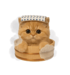 湯けむりにゃんこ♨️（個別スタンプ：6）