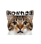 日常会話に使える♪うごく猫の顔アップ♪（個別スタンプ：3）