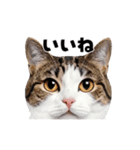 日常会話に使える♪うごく猫の顔アップ♪（個別スタンプ：5）