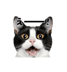 日常会話に使える♪うごく猫の顔アップ♪（個別スタンプ：6）