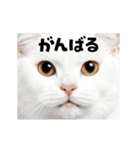 日常会話に使える♪うごく猫の顔アップ♪（個別スタンプ：7）
