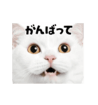 日常会話に使える♪うごく猫の顔アップ♪（個別スタンプ：8）