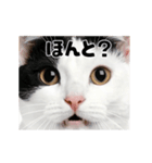 日常会話に使える♪うごく猫の顔アップ♪（個別スタンプ：9）