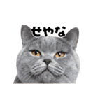 日常会話に使える♪うごく猫の顔アップ♪（個別スタンプ：10）