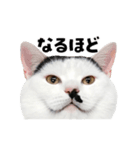 日常会話に使える♪うごく猫の顔アップ♪（個別スタンプ：11）