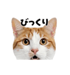 日常会話に使える♪うごく猫の顔アップ♪（個別スタンプ：12）