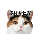 日常会話に使える♪うごく猫の顔アップ♪（個別スタンプ：13）