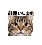 日常会話に使える♪うごく猫の顔アップ♪（個別スタンプ：14）