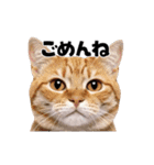 日常会話に使える♪うごく猫の顔アップ♪（個別スタンプ：15）