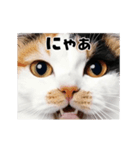 日常会話に使える♪うごく猫の顔アップ♪（個別スタンプ：16）
