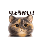 動く！ぬいぐるみ風ねこ❤️日常会話（個別スタンプ：6）