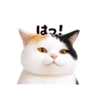 動く！ぬいぐるみ風ねこ❤️日常会話（個別スタンプ：13）