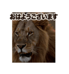 背景が動く▶︎自然が好き-サバンナ・北極-（個別スタンプ：1）