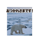 背景が動く▶︎自然が好き-サバンナ・北極-（個別スタンプ：3）