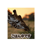 背景が動く▶︎自然が好き-サバンナ・北極-（個別スタンプ：4）