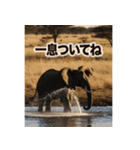 背景が動く▶︎自然が好き-サバンナ・北極-（個別スタンプ：6）