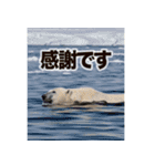 背景が動く▶︎自然が好き-サバンナ・北極-（個別スタンプ：10）