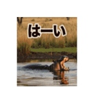 背景が動く▶︎自然が好き-サバンナ・北極-（個別スタンプ：11）