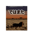 背景が動く▶︎自然が好き-サバンナ・北極-（個別スタンプ：16）