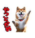 岐阜弁☆柴犬（個別スタンプ：1）