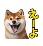 岐阜弁☆柴犬（個別スタンプ：2）