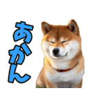 岐阜弁☆柴犬（個別スタンプ：3）
