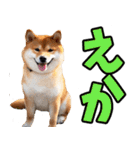 岐阜弁☆柴犬（個別スタンプ：4）