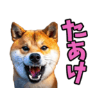 岐阜弁☆柴犬（個別スタンプ：5）