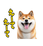 岐阜弁☆柴犬（個別スタンプ：8）
